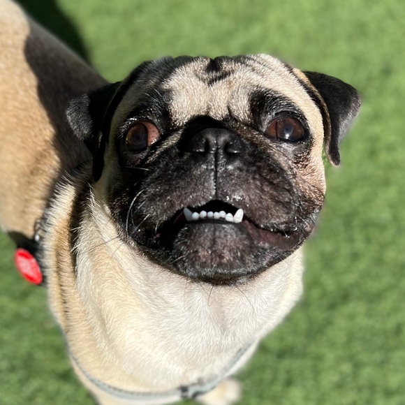 Meet your Posher, Nicholas - Picture 2 of 7